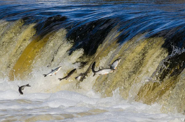 Balıklar akıntıya karşı yumurtlarlar. Vimba Venta Nehri, Kuldiga, Letonya 'daki şelaleden atlıyor..