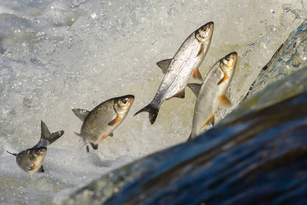 Balıklar akıntıya karşı yumurtlarlar. Vimba Venta Nehri, Kuldiga, Letonya 'daki şelaleden atlıyor..