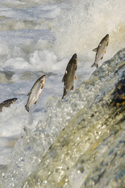 Balıklar akıntıya karşı yumurtlarlar. Vimba Venta Nehri, Kuldiga, Letonya 'daki şelaleden atlıyor..