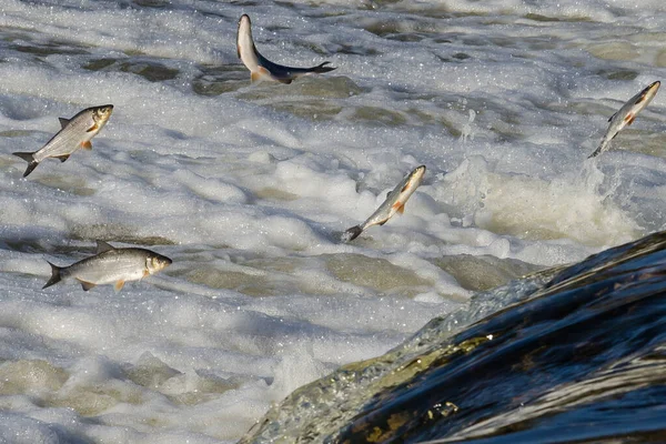 Balıklar akıntıya karşı yumurtlarlar. Vimba Venta Nehri, Kuldiga, Letonya 'daki şelaleden atlıyor..