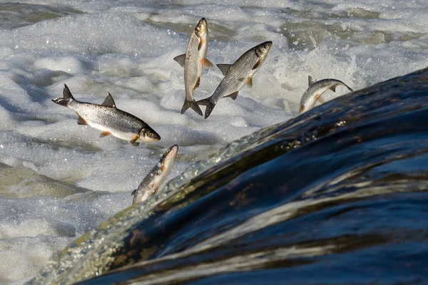 Balıklar akıntıya karşı yumurtlarlar. Vimba Venta Nehri, Kuldiga, Letonya 'daki şelaleden atlıyor..