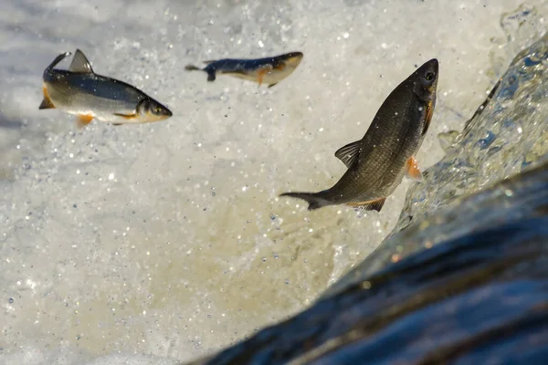 Balıklar akıntıya karşı yumurtlarlar. Vimba Venta Nehri, Kuldiga, Letonya 'daki şelaleden atlıyor..