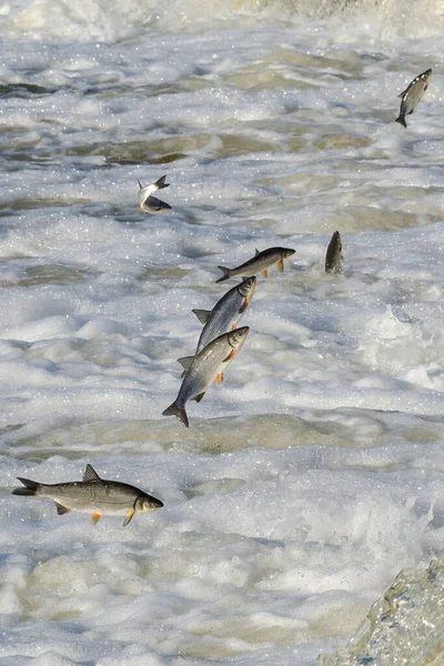 Balıklar akıntıya karşı yumurtlarlar. Vimba Venta Nehri, Kuldiga, Letonya 'daki şelaleden atlıyor..