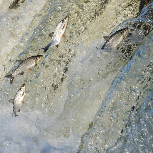Balıklar akıntıya karşı yumurtlarlar. Vimba Venta Nehri, Kuldiga, Letonya 'daki şelaleden atlıyor..