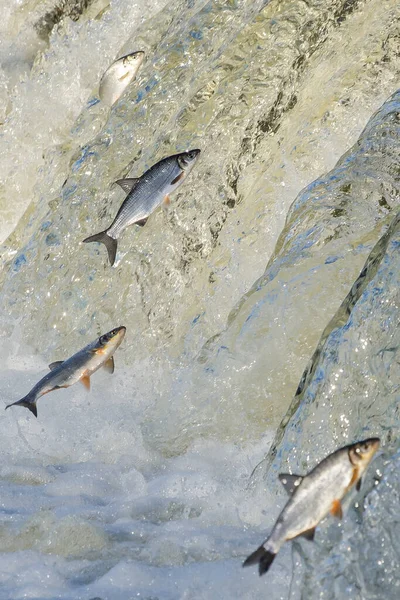 Balıklar akıntıya karşı yumurtlarlar. Vimba Venta Nehri, Kuldiga, Letonya 'daki şelaleden atlıyor..