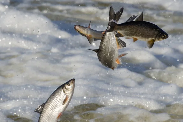 Balıklar akıntıya karşı yumurtlarlar. Vimba Venta Nehri, Kuldiga, Letonya 'daki şelaleden atlıyor..