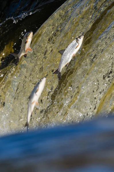 Balıklar akıntıya karşı yumurtlarlar. Vimba Venta Nehri, Kuldiga, Letonya 'daki şelaleden atlıyor..