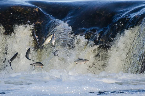 Balıklar akıntıya karşı yumurtlarlar. Vimba Venta Nehri, Kuldiga, Letonya 'daki şelaleden atlıyor..