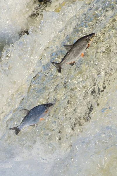Balıklar akıntıya karşı yumurtlarlar. Vimba Venta Nehri, Kuldiga, Letonya 'daki şelaleden atlıyor..