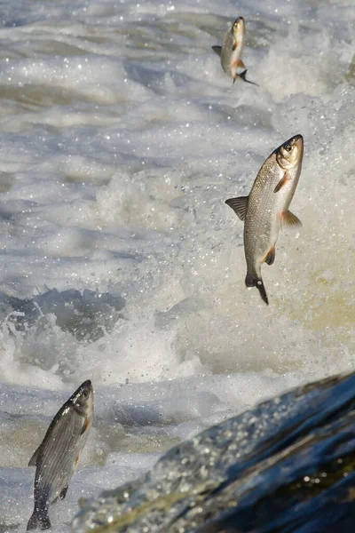 Balıklar akıntıya karşı yumurtlarlar. Vimba Venta Nehri, Kuldiga, Letonya 'daki şelaleden atlıyor..
