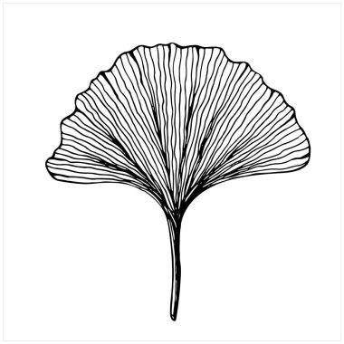 Ginkgo biloba yaprağı