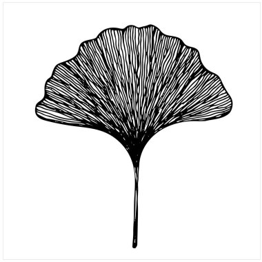 Ginkgo biloba ağacı yaprağı