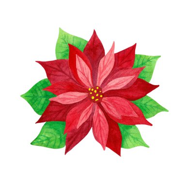Poinsettia. Yeşil yapraklı kırmızı bitki. Geleneksel Noel bitkisi. Beyaz arka planda izole edilmiş el boyası çizimi