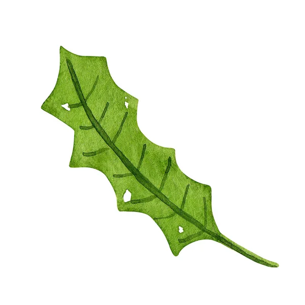 Holly Leaf Isolated Green Foliage Christmas Symbol Isolated Hand Painted — Stock Photo, Image