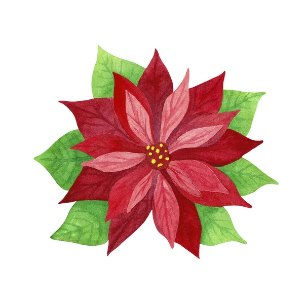 ポインセチアだ 緑の葉を持つ赤い植物 伝統的なクリスマスの植物 白地に手彩色の水彩画 — ストック写真