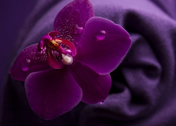 Phalaenopsis — Stock Photo, Image