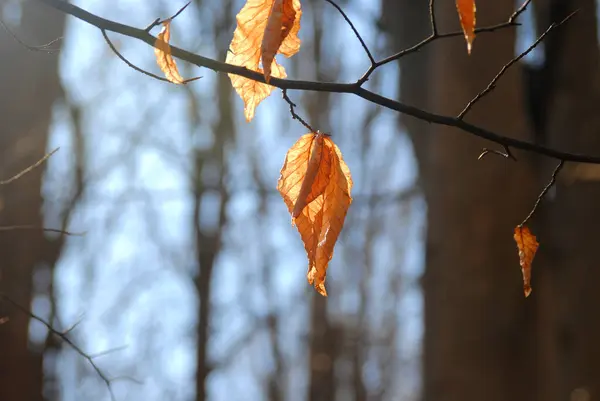 Bahardan önce dallara tutunan ölmekte olan bir yaprağın sıcaklığı.