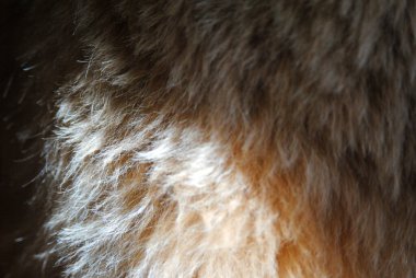 Güneşte buğday renkli kürke yakın çekim