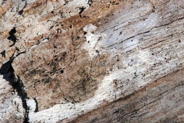 Düşen bir ağaç dokusuna yakın plan.