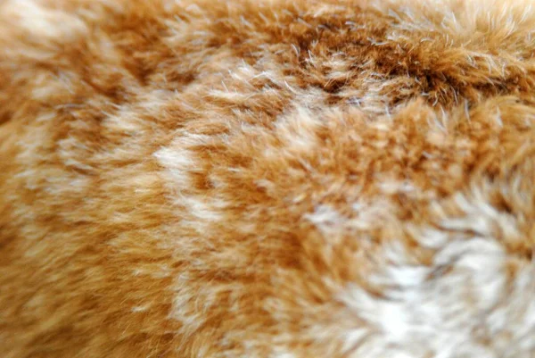 Güneşte buğday renkli kürke yakın çekim