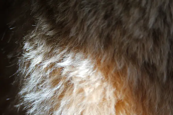 Güneşte buğday renkli kürke yakın çekim