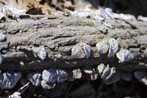 Düşen bir kütükte büyüyen mantarlar