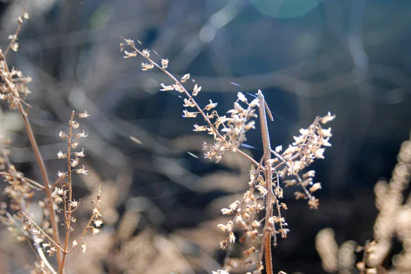 Kış bitkilerinin kapatılması