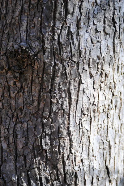 Ağaç kabuğunda çatlaklar