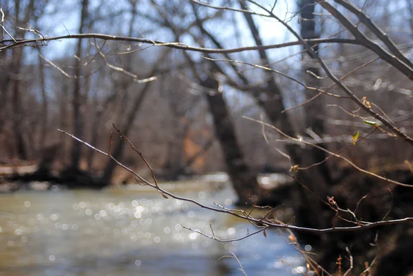 Nehir zeminine sahip ince ağaç dalı