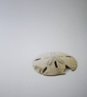 Beyaz arka planda bir kum doları