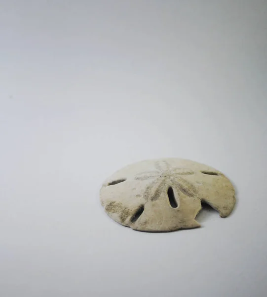 Beyaz arka planda bir kum doları