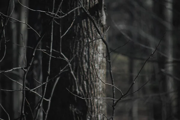 Ağaç dalları ve ağaçların akşam ışığı