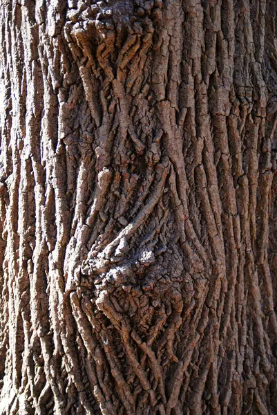 Düğümlenmiş, dalgalanan ağaç kabuğu