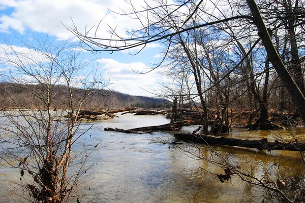 Kış ormanı manzarası, çıplak ağaçlar, yapraksız.