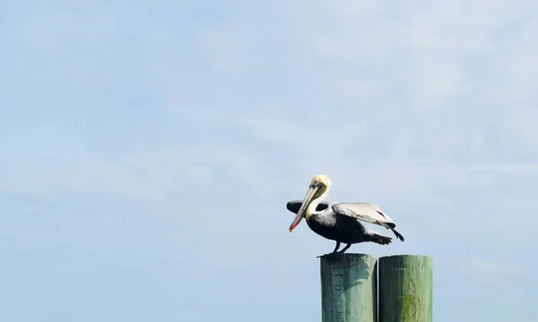 Uçmaya hazır bir pelikan