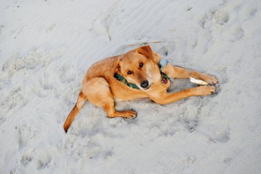 Bir köpek sahilde kemiğini kemiriyor.