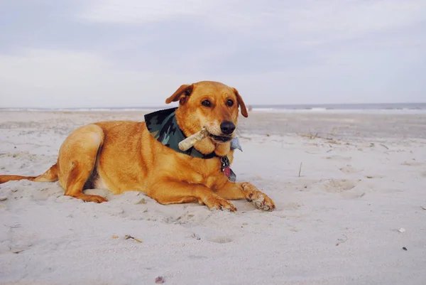 Cão Mastigar Osso Praia Imagens De Bancos De Imagens