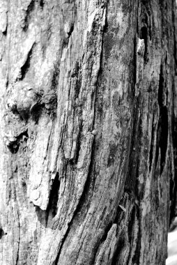 Ağaç kabuğunun yakın çekimi