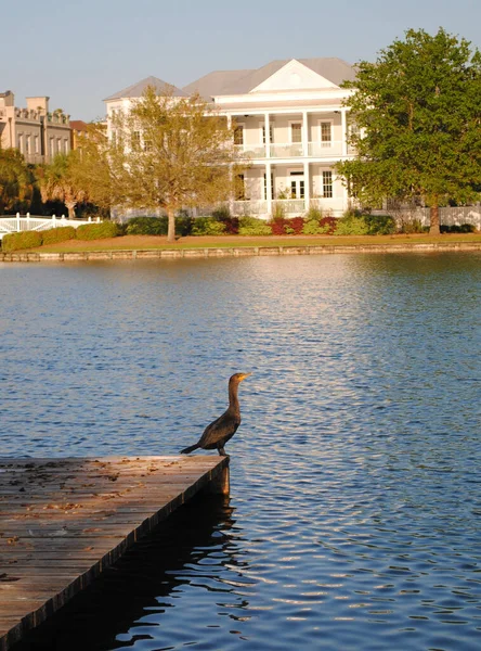 İskelenin ucunda oturan bir karabatak.