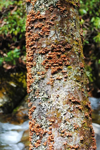 Een Close Van Oranje Waaier Schimmels Boomschors — Stockfoto