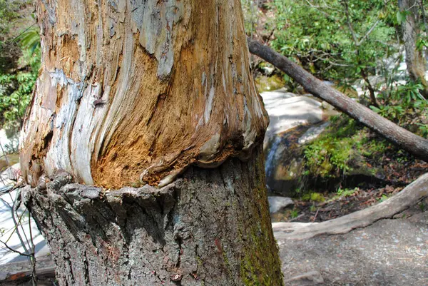 Μια Δίνη Φλοιού Δέντρου Κορμό Δέντρου — Φωτογραφία Αρχείου