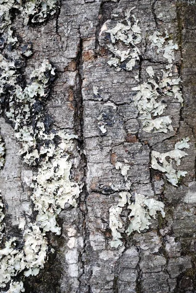 Ağaç kabuğundaki liken yakın plan.