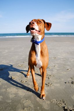 Top atılmasını bekleyen bir köpek.