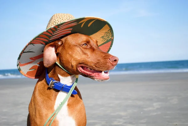 Sahilde hasır şapkalı bir köpek.