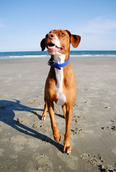 Top atılmasını bekleyen bir köpek.