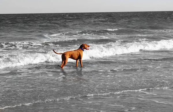 Sörfte bir köpek, siyah ve beyaz