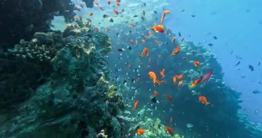 Balıklı mercan resifi