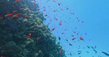 Balıklı mercan resifi