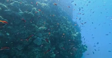 Balıklı mercan resifi