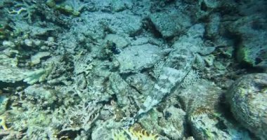 Balıklı mercan resifi, Mısır, Kızıl Deniz